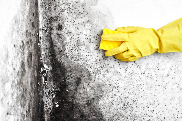 Best Mold Documentation for Insurance Claims  in Bridgeport, CT
