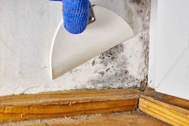 Best Mold-Related Health Consultation  in Bridgeport, CT